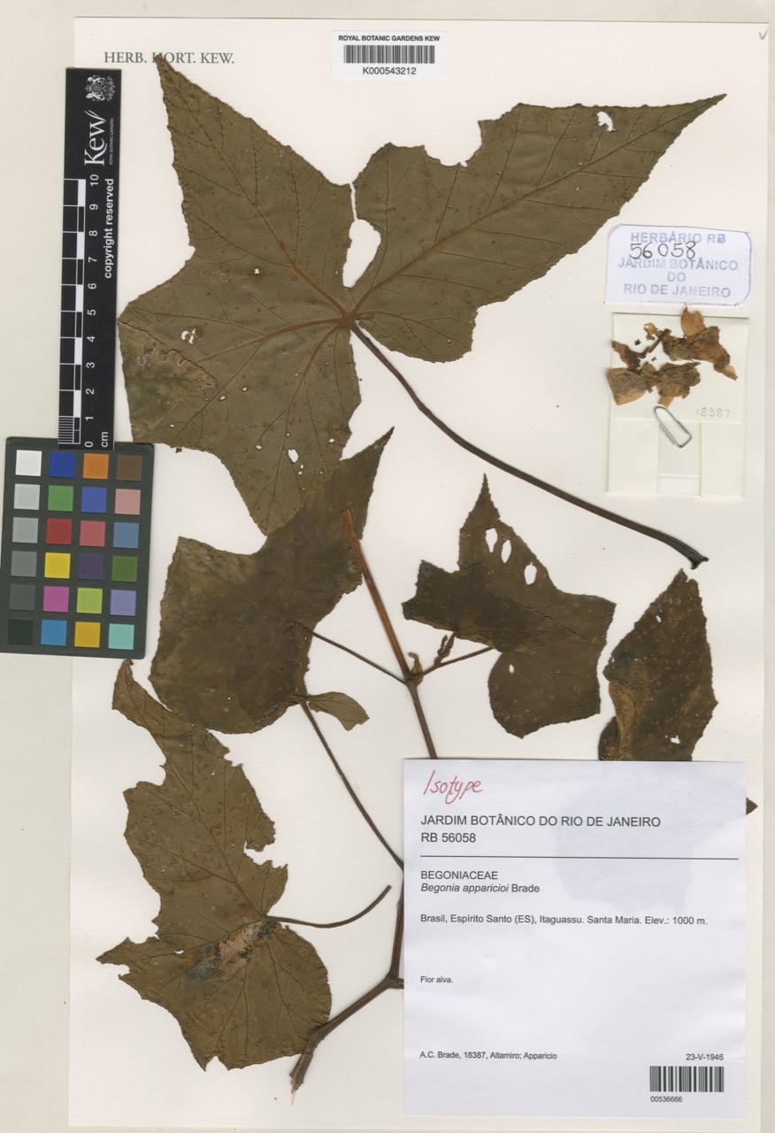 B. apparicioi